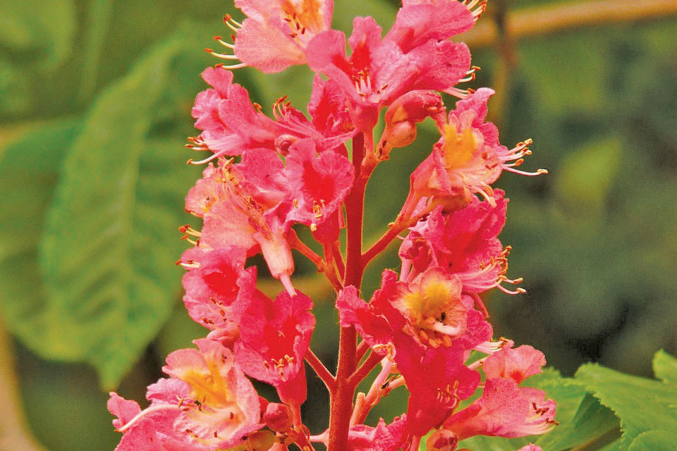 Aesculus-carnea