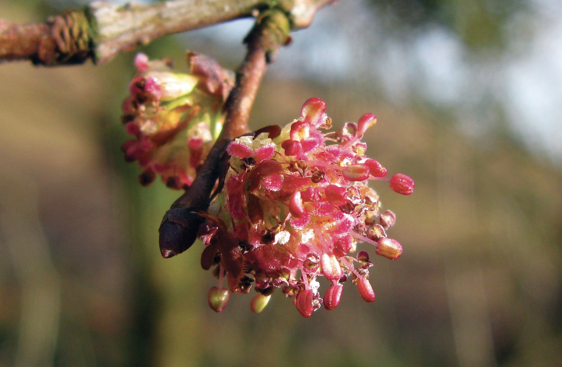 elm-fiori-di-bach1