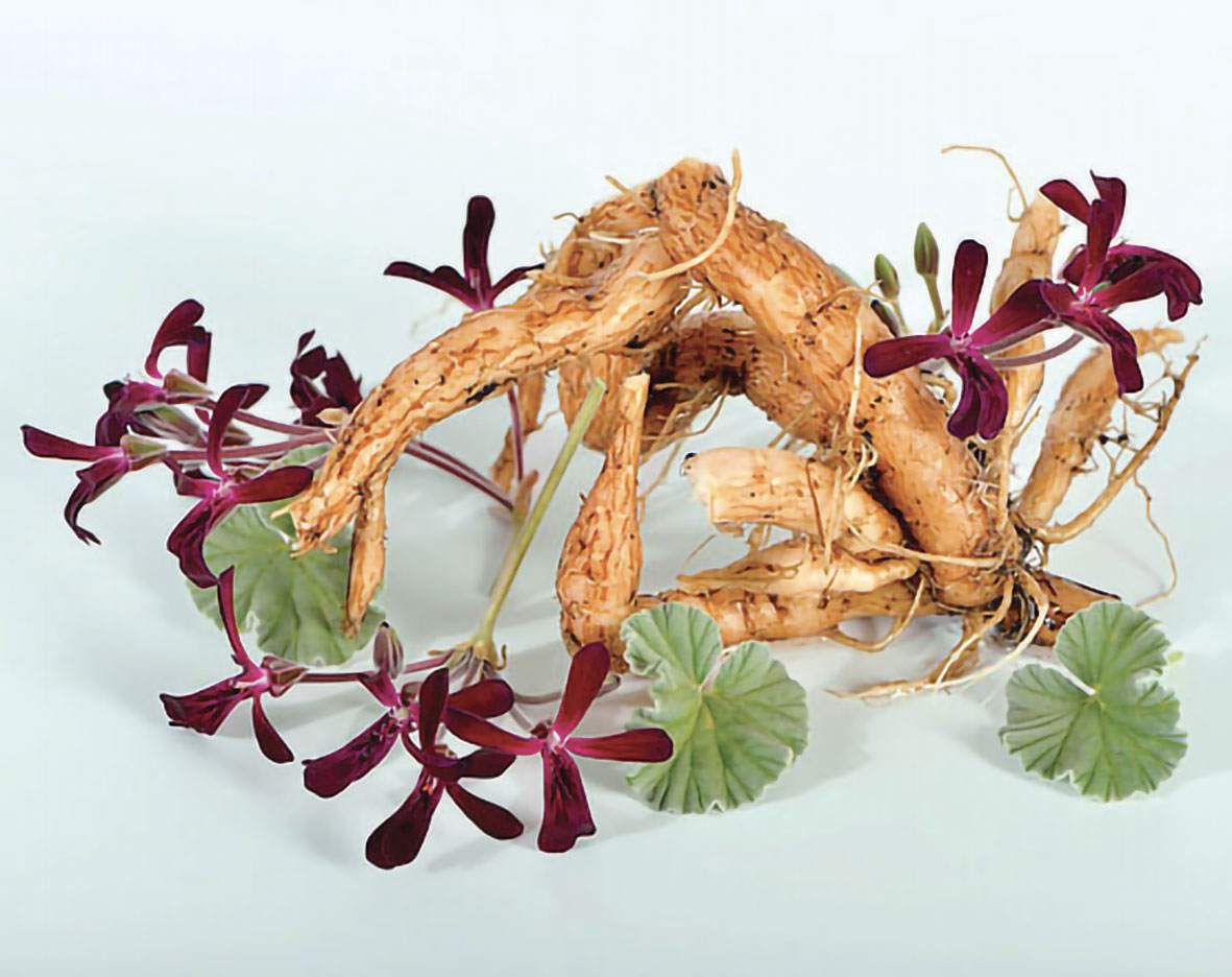 Pelargonium_sidoides_Schwabe