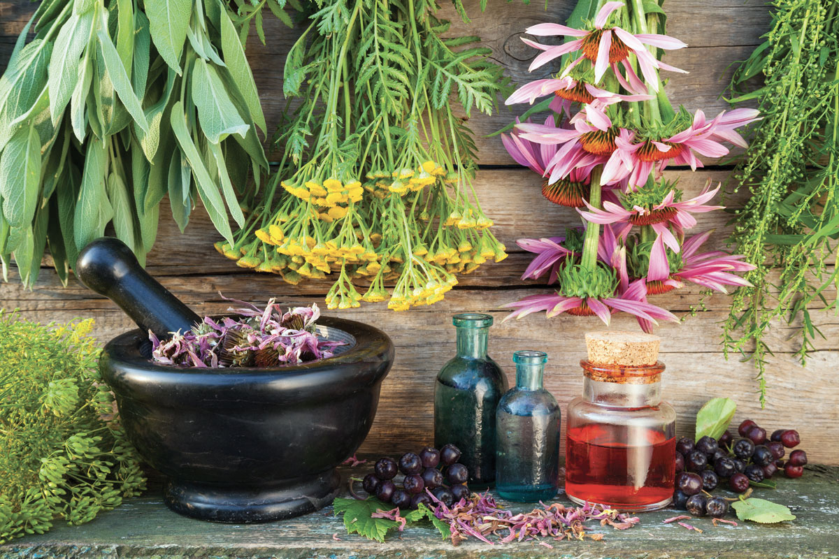 echinacea2